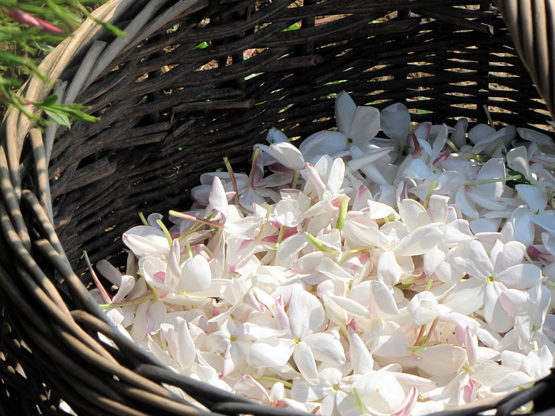 BENEFICI DALLA NATURA: IL GELSOMINO - Dimensione Suono Soft